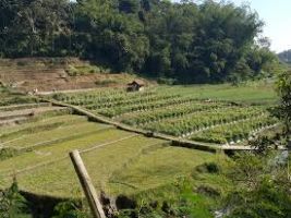 East Java